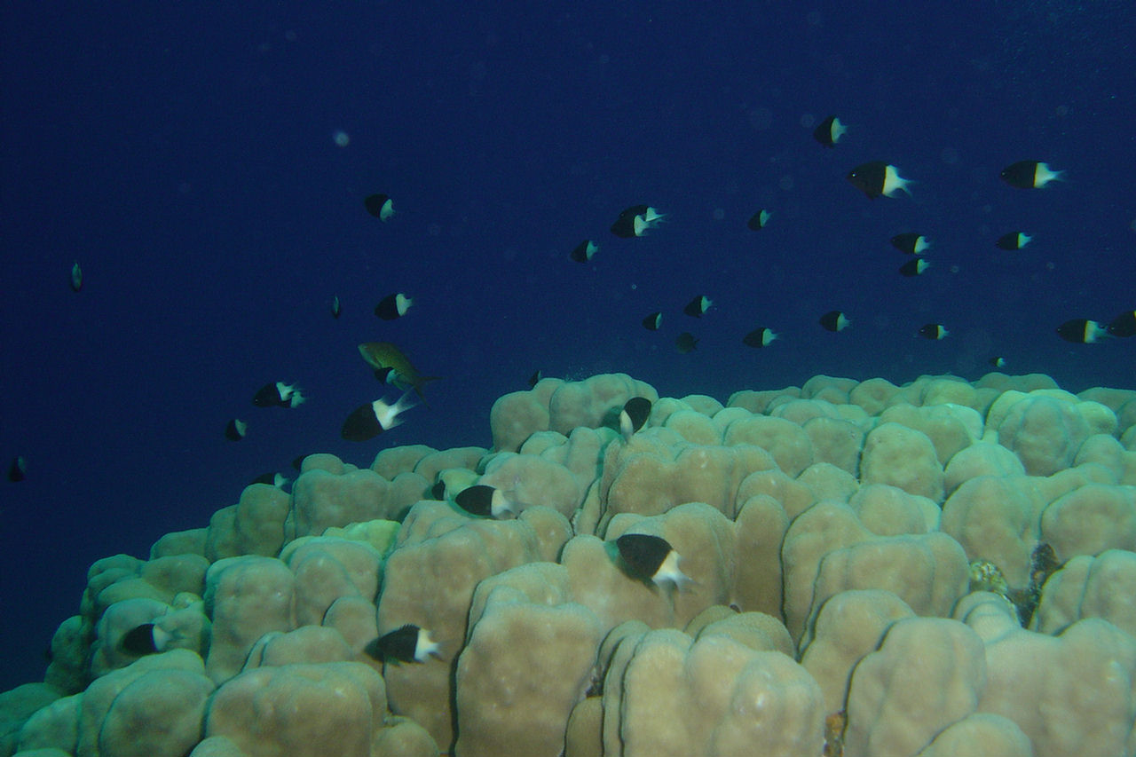 Chromis dimidiata (Castagnola latte e caffè)